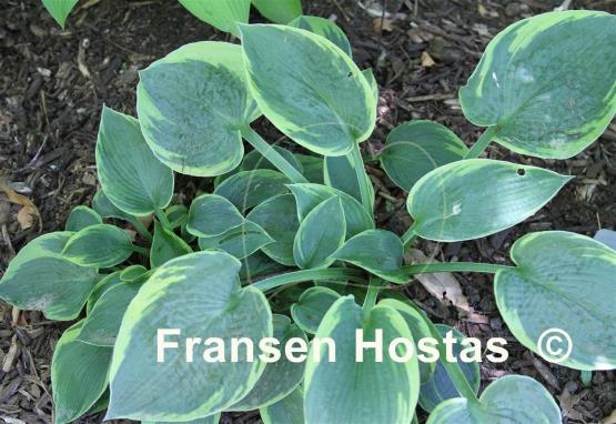 Hosta Fleeta Brownell Woodroffe